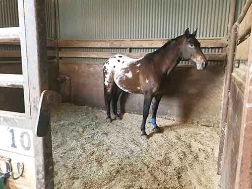 Sonesta Farms photo 2