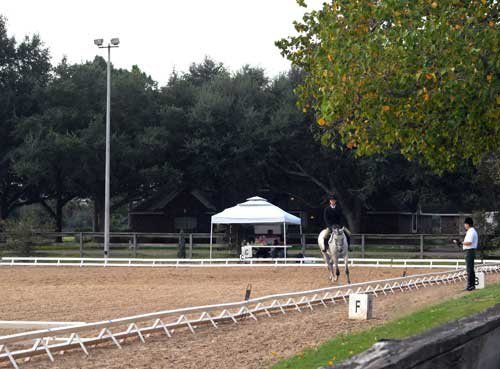 Sonesta Farms horse and rider in dressage ring