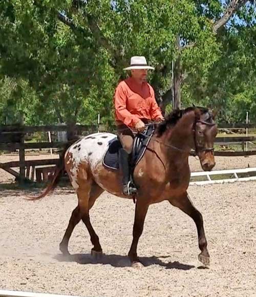 Sonesta Farms Raul on client horse