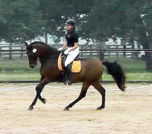 Sonesta Farms Gina on client horse 2