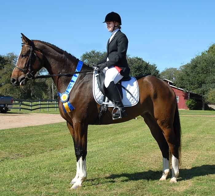 Sonesta Farms home bred horse being shown