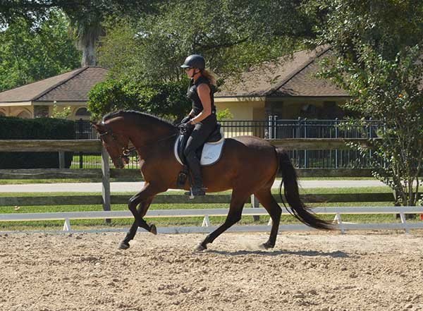 Sonesta Farms Gina on client horse