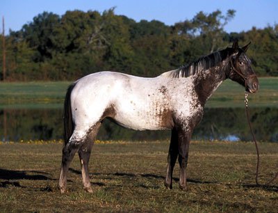 Macarn's First Encore Knabstrupper mare