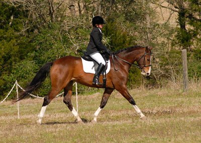 Sonesta Farms bred Hanoverian mare showing