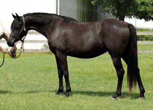 BF Fyres Khyss Arabian sport horse mare