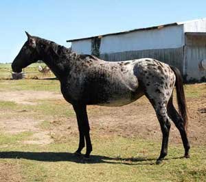 Knabstrupper mare Zoey at four years old